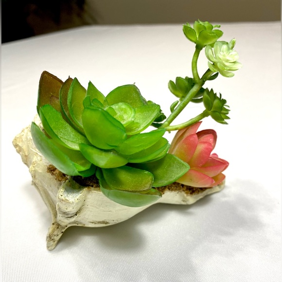 SUCCULENT GARDEN IN SHELL 5 inches - Picture 4 of 11